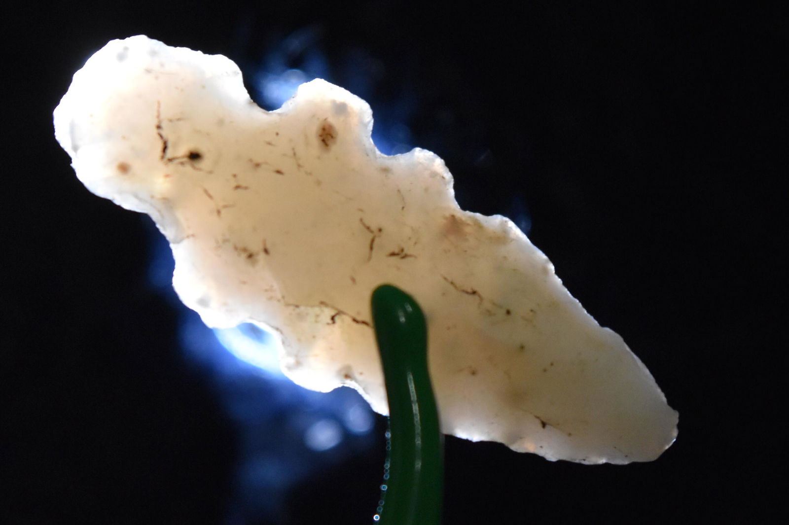 1 3/8" Exotic Point, Texas, Gem Grade Arrowhead, Native (1 of 5)