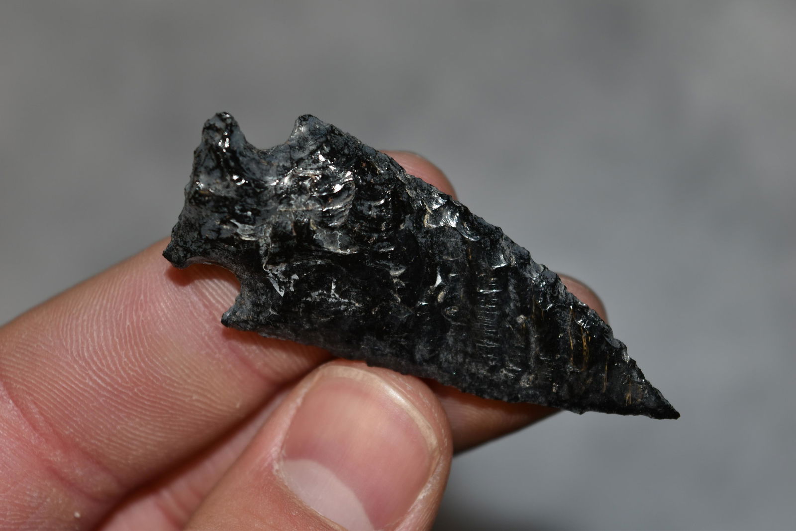 2 1/4" Obsidian Elko Point, Lake Co, Oregon, Gem Grade (1 of 6)