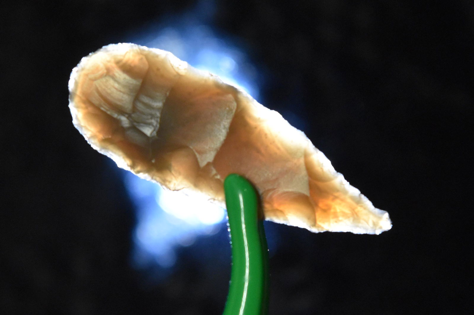 1 1/8" Madison Point, Kentucky, Gem Grade Arrowhead, (1 of 4)