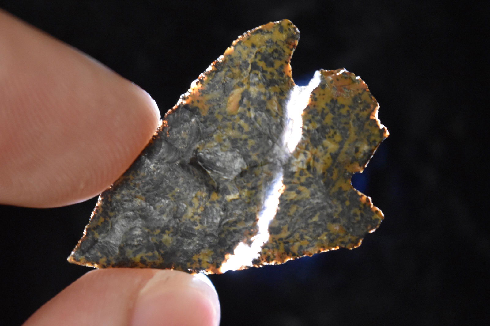 1 3/8" Petrified Wood Point, Lake Co, Oregon, Gem Grade (1 of 5)