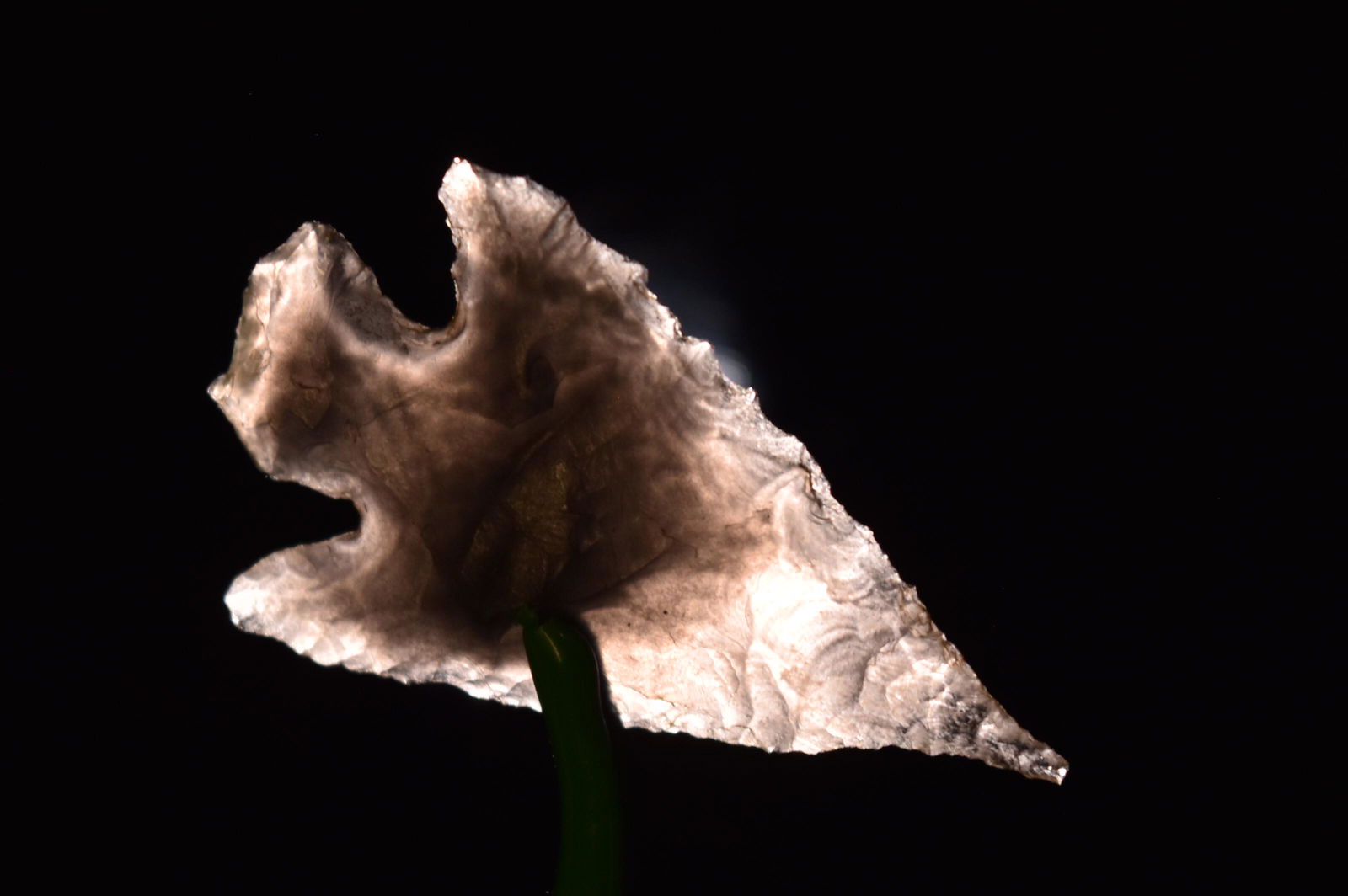 1 1/2" Obsidian Alba Point, Nevada, Gem Grade (1 of 5)