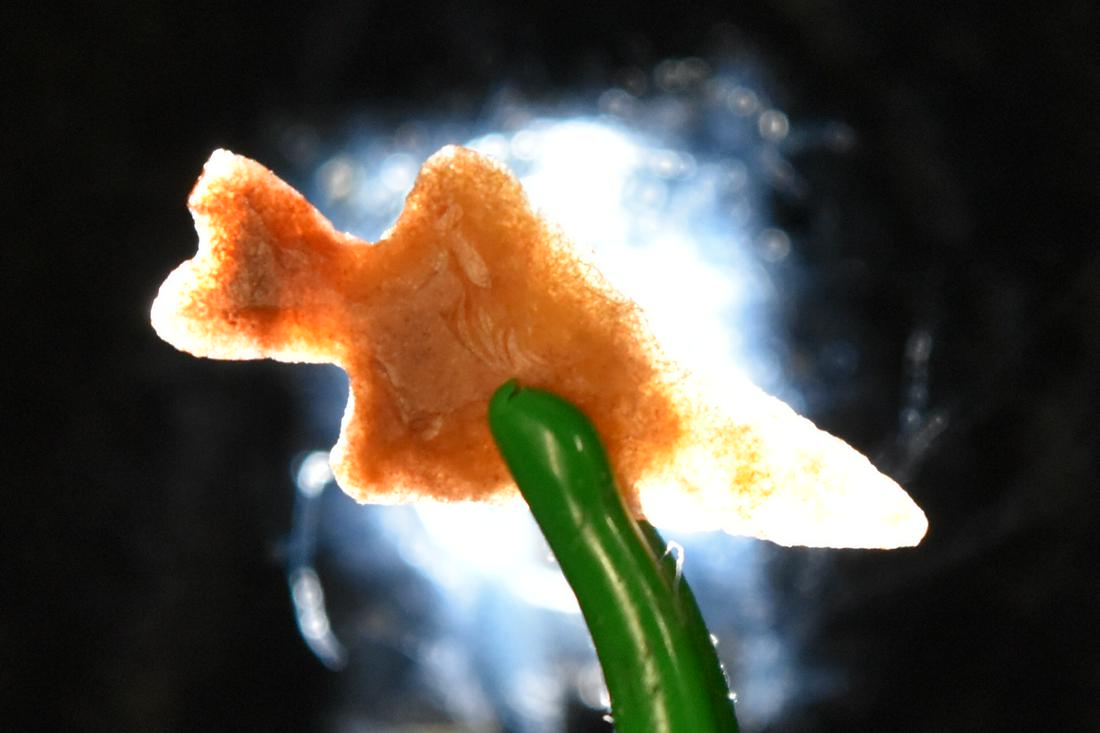 7/8" Split Stem Point, Jasper, Columbia River Valley, (1 of 5)