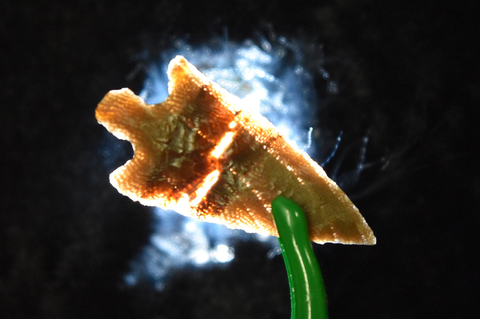 1 1/8" Wallula Gap Point, Agatized Wood, Columbia River (1 of 5)