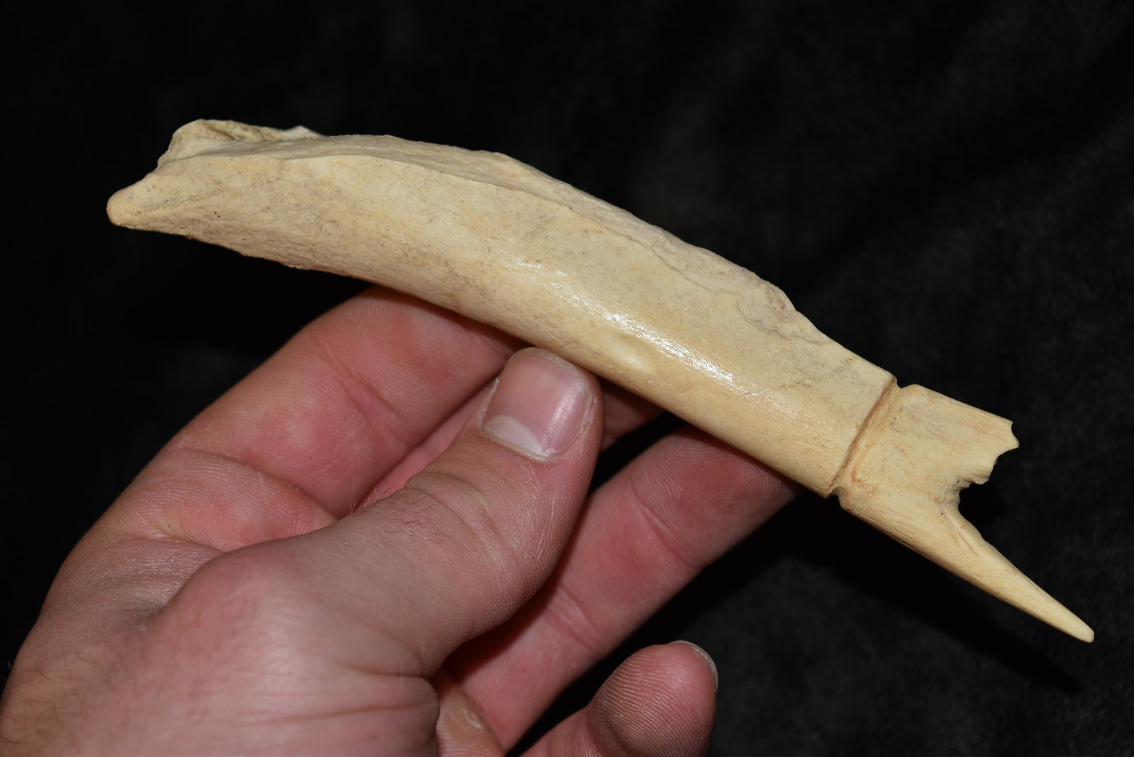 6 1/8" Mandan Polished Antler Tool, South Dakota: 6 1/8" Mandan Polished Antler Tool, South Dakota, Arrowhead, Native American Artifact