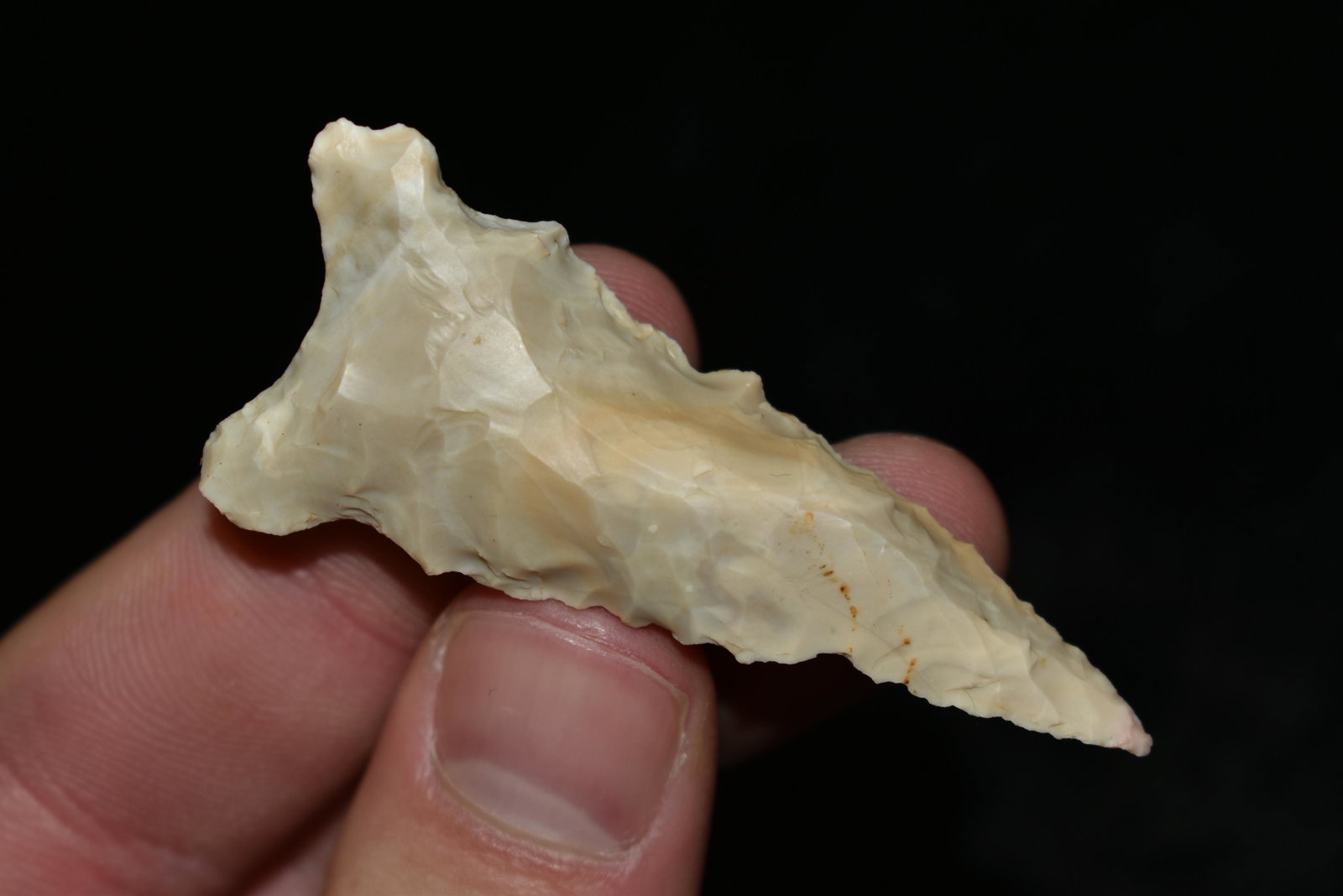 2 1/2" Steeply Beveled Greenbriar Dalton Point, FB Herb: 2 1/2" Steeply Beveled Greenbriar Dalton Point, FB Herb Sanders, Douglas Co, Missouri, Native American Arrowhead, Artifact