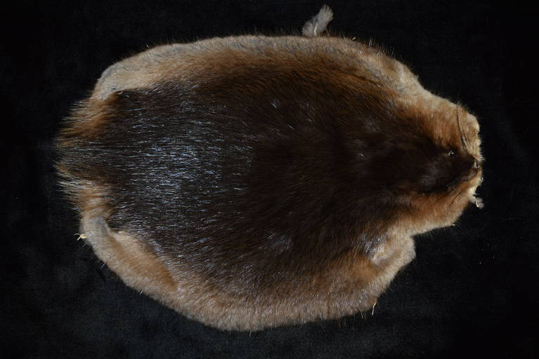 12" Muskrat Pelt Jun 14, 2020 Heartland Artifact Auctions Inc in IL
