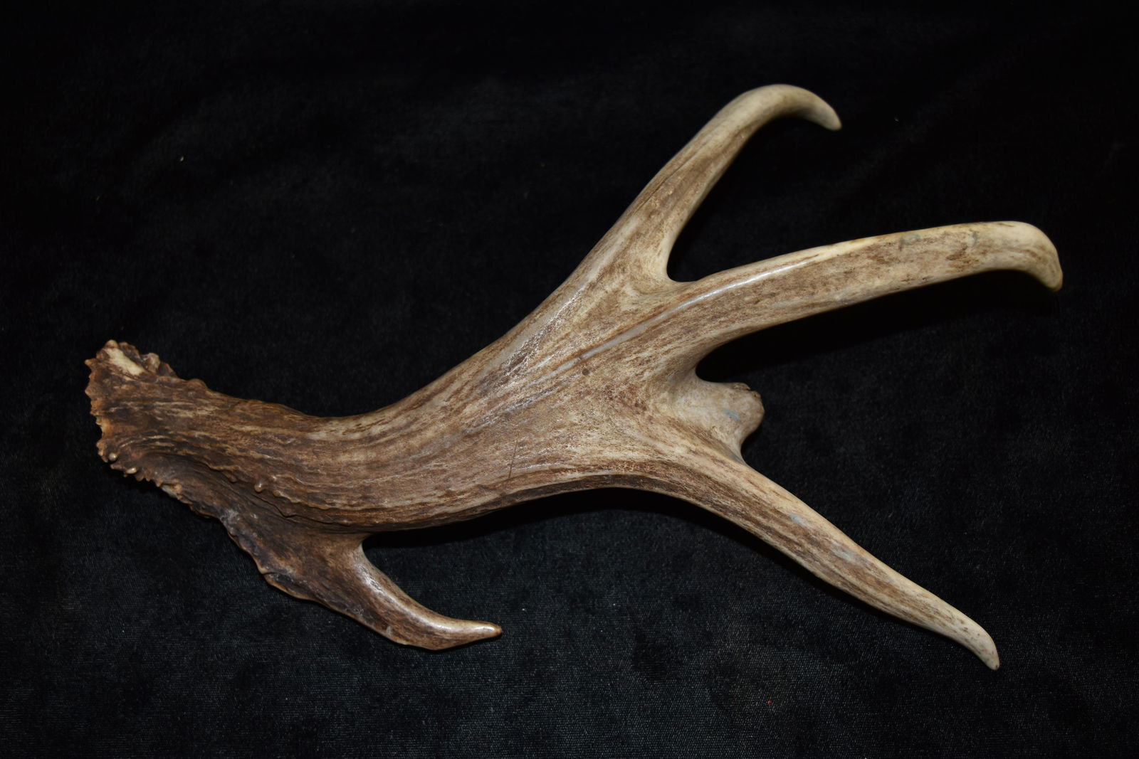 11 1/2" Whitetail Deer Antler Shed (1 of 6)