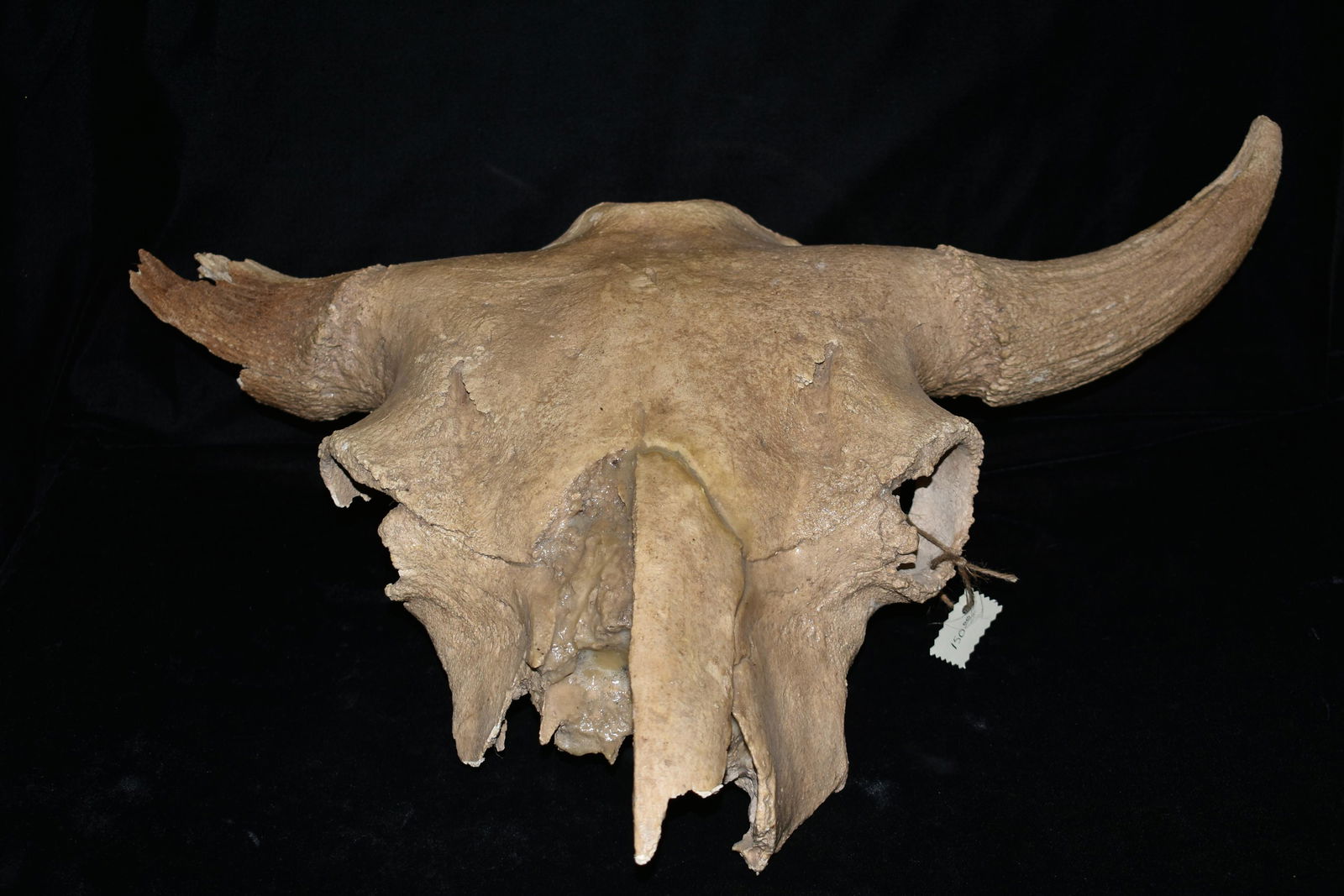 26" Wide Fossilized Bison Skull Approx. 10,000 yrs old (1 of 6)