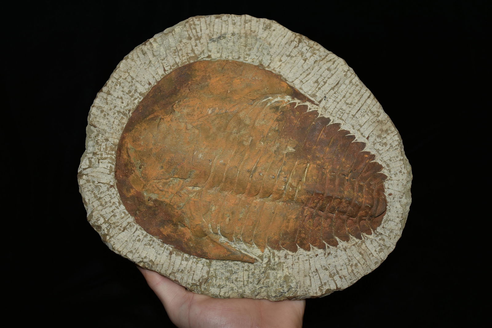 Horseshoe Crab Fossil Photograph By Millard H Sharp