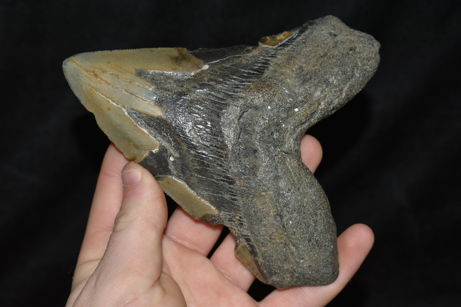 HUGE MEGALODON SHARK TOTH FOSSIL FOUND OFF THE COAST OF (1 of 7)