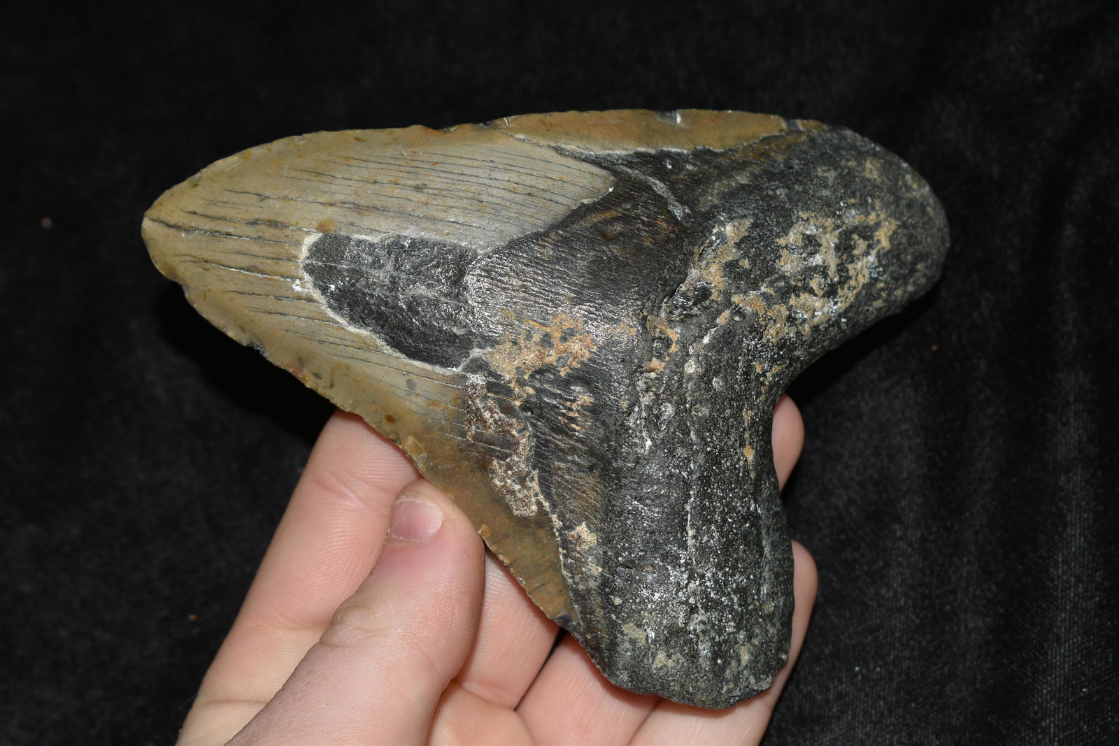 HUGE MEGALODON SHARK TOTH FOSSIL FOUND OFF THE COAST OF (1 of 6)