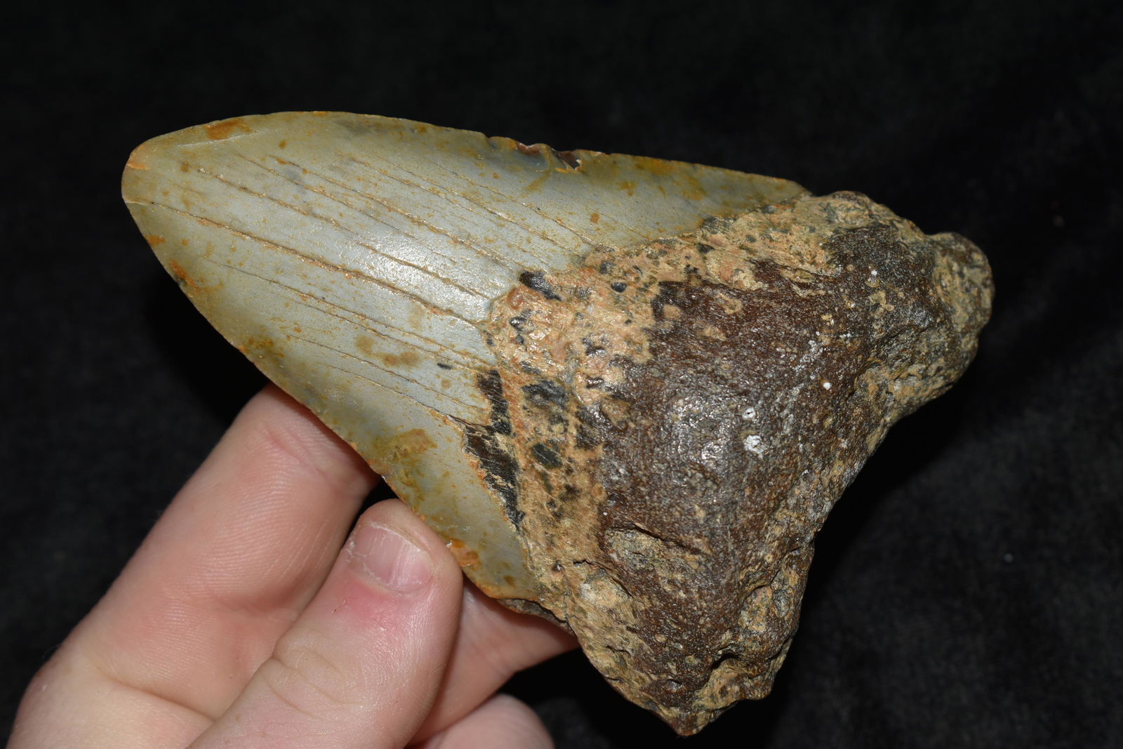 HUGE MEGALODON SHARK TOTH FOSSIL FOUND OFF THE COAST OF (1 of 13)