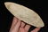 6 11/16" Caddoan Blade,Greene Co., MO MOTLEY C.O.A - 2