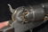 1860 .44 Cal. Colt Model Army Percussion Pistol, Serial - 8
