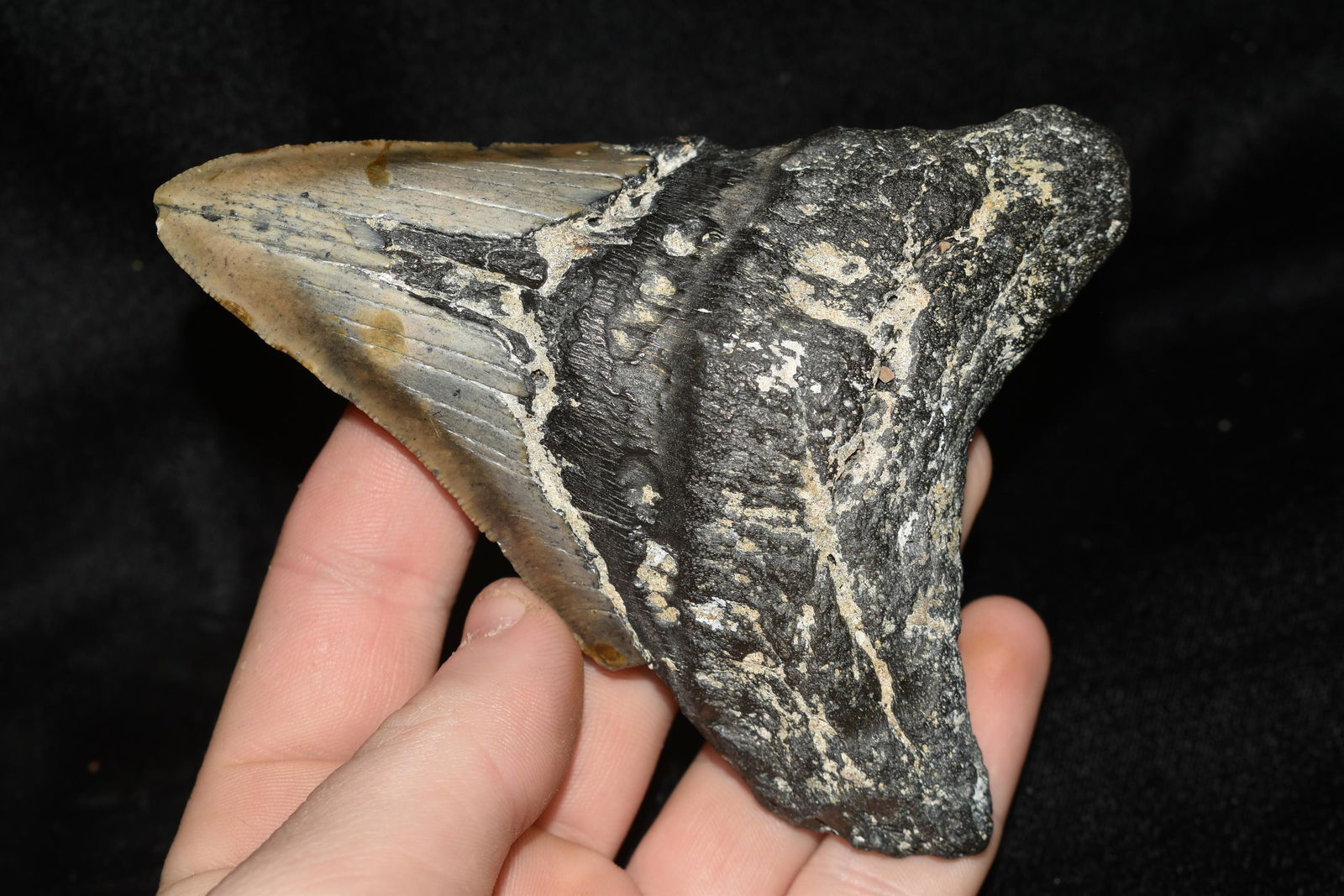 4 3/4" Megladon Shark Tooth found off the Coast of the: 4 3/4" Megladon Shark Tooth found off the Coast of the Carolina's Authentic Native American Artifact