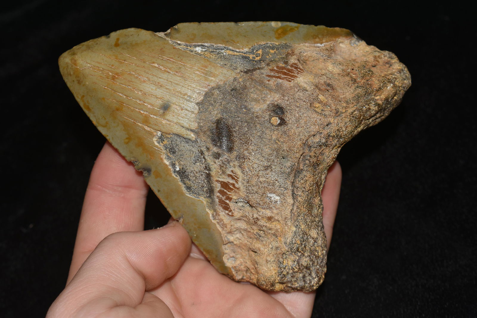 5 " Megladon Shark Tooth found off the Coast of the: 5 " Megladon Shark Tooth found off the Coast of the Carolina's Authentic Native American Artifact