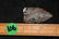 1 3/4" Semi Translucent Paleo Point - 4