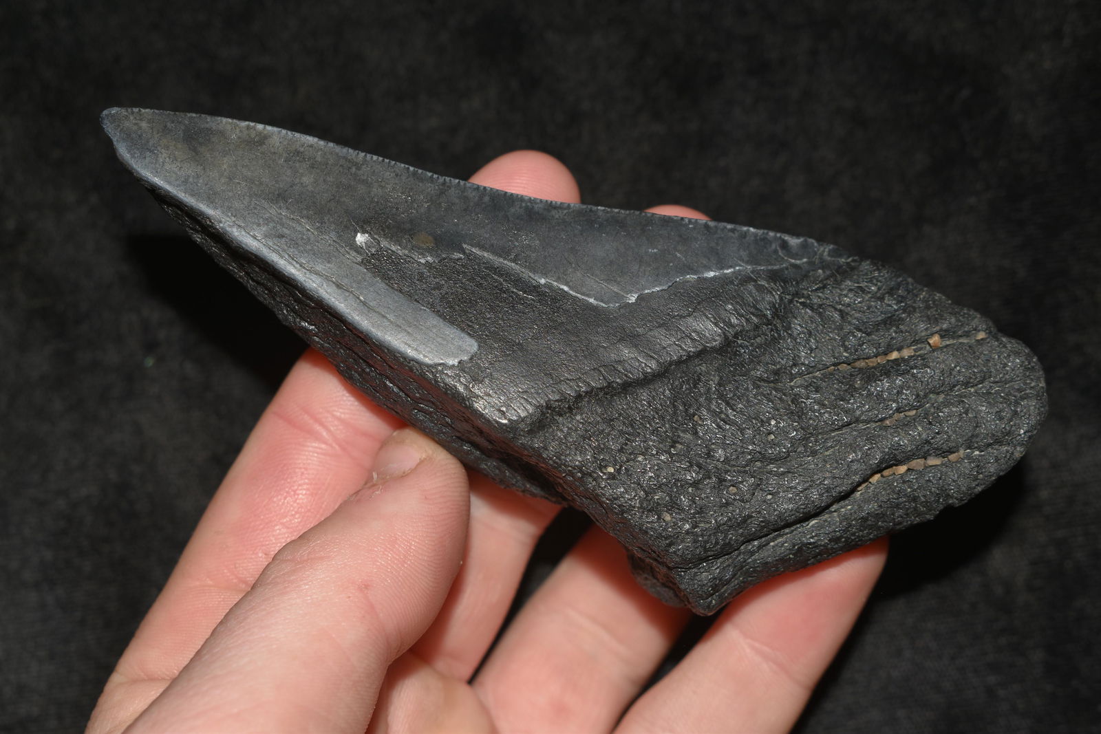 Huge 4 1/2" Fossilized Megladon Shark Tooth found off: Huge 4 1/2" Fossilized Megladon Shark Tooth found off the Coast of South Carolina