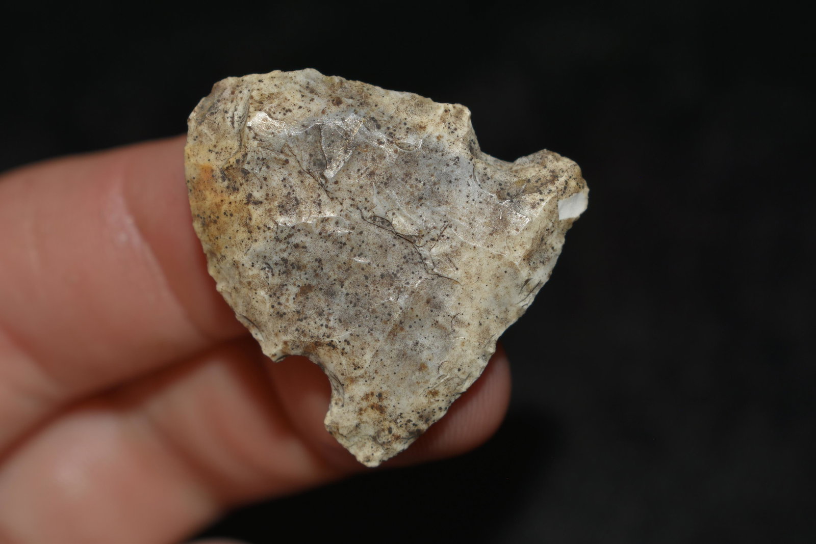1 1/8" Matanzas found in Lewis County, Mo by John: 1 1/8" Matanzas found in Lewis County, Mo by John Burford