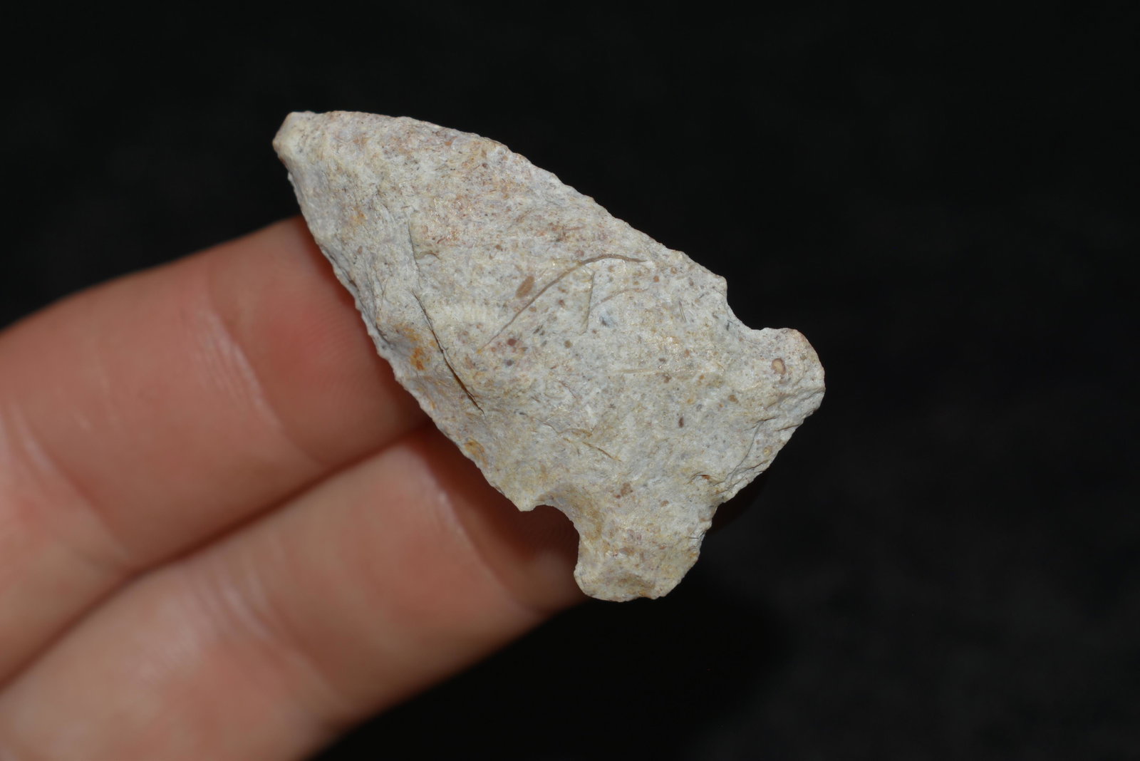 1 1/2" Matanzas found in Lewis County, Mo by John: 1 1/2" Matanzas found in Lewis County, Mo by John Burford
