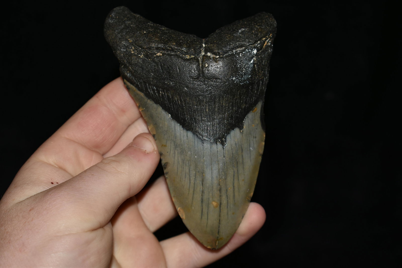 4 3/4" Megladon Shark Tooth: 4 3/4" Megladon Shark Tooth