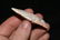 2 1/4" San Gabriel Blade found in Florida Authentic - 3