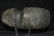 7 1/4" Hohokam Axe found in 4 Corner Region Authentic