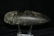 7 1/4" Hohokam Axe found in 4 Corner Region Authentic - 5
