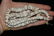 24" Strand of Shell Beads from Sprio Mounds, found in