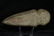 6 1/2" Keokuk Axe, Lee Co., Iowa, Meadows C.O.A - 3