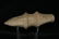 5 1/8" Illinois Trophy Axe found in Lasalle Co., Iowa, - 3