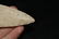 4 5/16" Dovetail, Pike Co., Illinois, Dickey C.O.A - 5