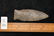 2 7/8" Beaver Lake found in Barren Co., Kentucky by - 5