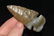 2 13/16" Sonora Dovetail, Indiana, Davis C.O.A