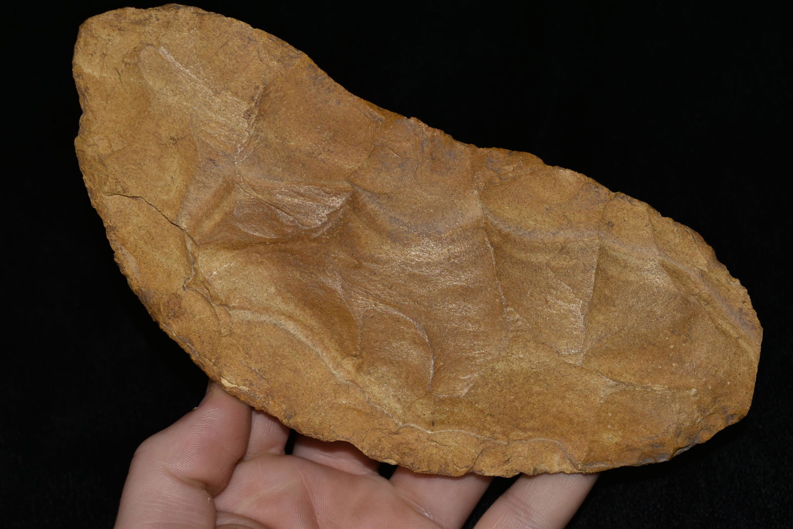 7 3/8" Crescent Knife, Nebraska, Motley C.O.A (1 of 8)