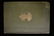 1st Edition 1908 Bureau of American Ethnology Book