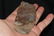 4 7/8" Paleo Square Knife, Huron Co., Ohio, Bennett COA - 3