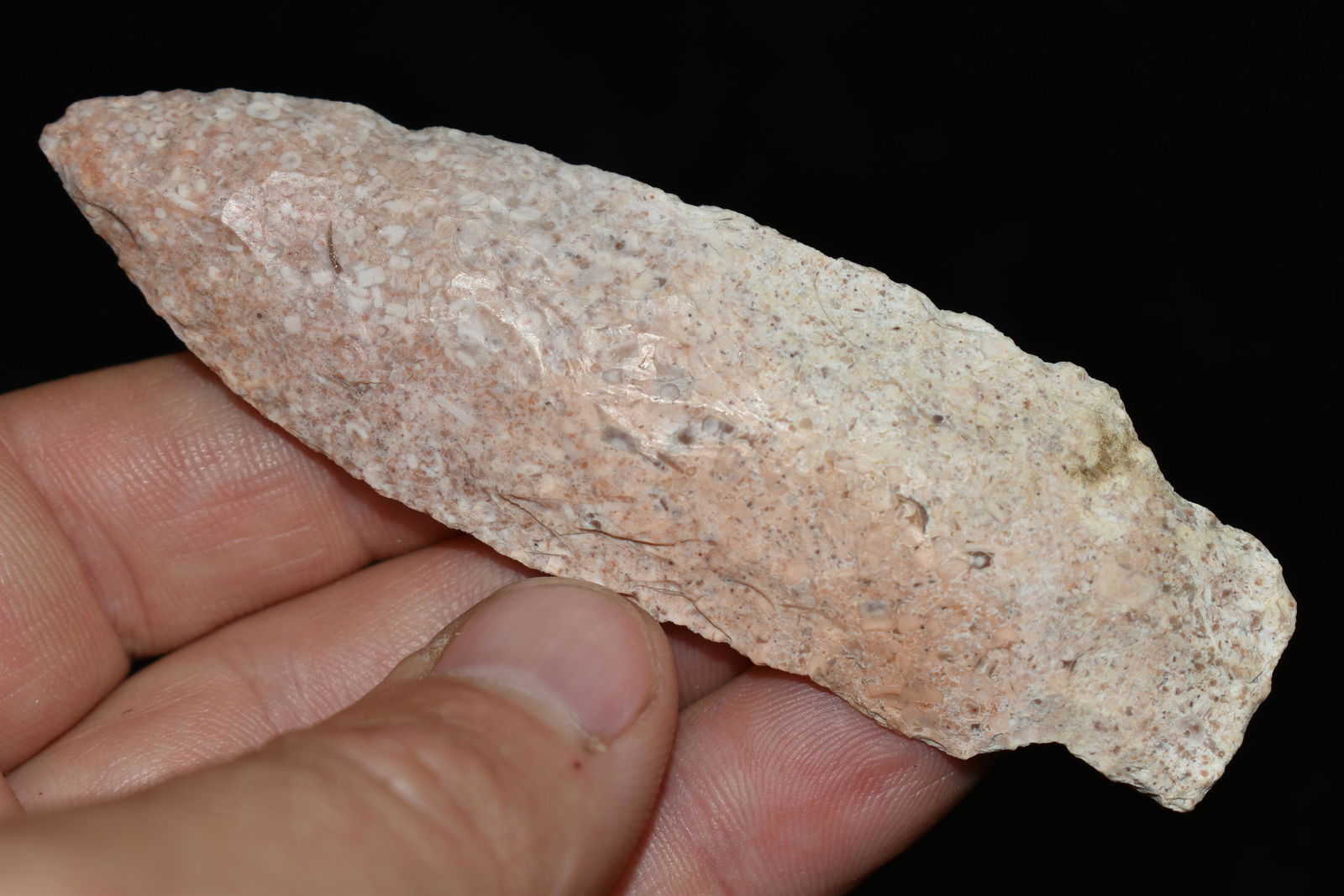 3 5/8" Fossilized Burlington Kramer, Neat Crinoids in: 3 5/8" Fossilized Burlington Kramer, Neat Crinoids in the tip. This collection was found in Knox County Missouri near the town of Edina, Private Collection. Nearly all Creek found in the last 10 years