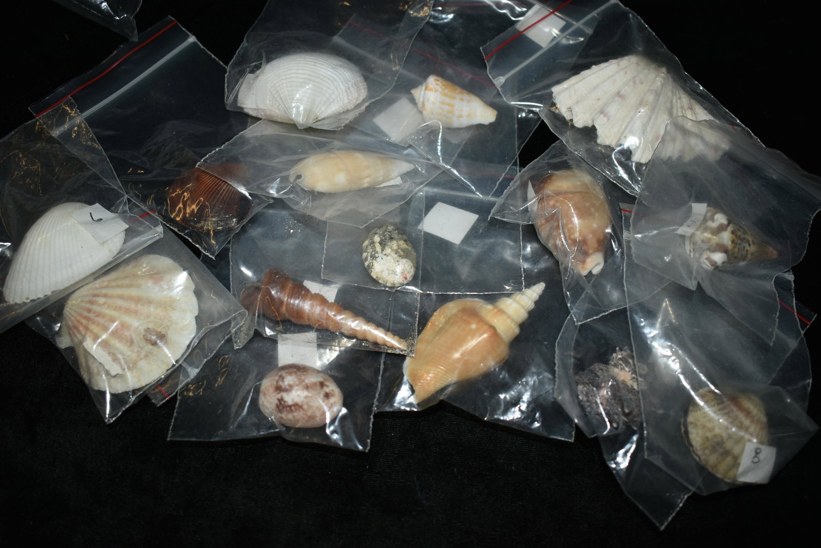 Lot of Approximately 15 Ocean Shells: Lot of Approximately 15 Ocean Shells