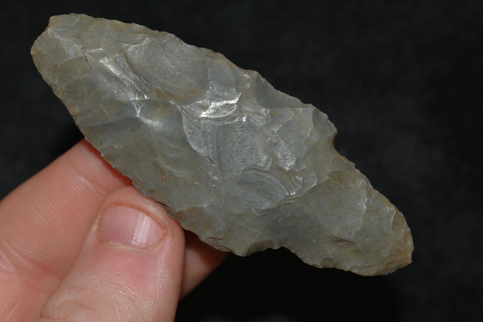 2 5/8" Turkey Tail found in Posey Co., Indiana (1 of 4)