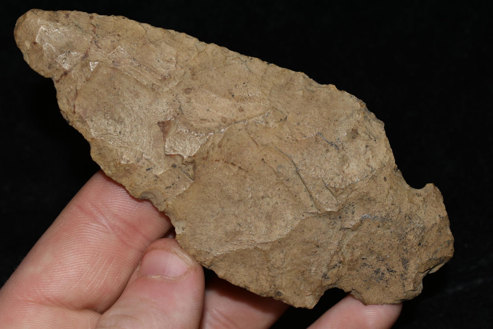 4 1/2" Turkey Tail found in Tennessee (1 of 4)