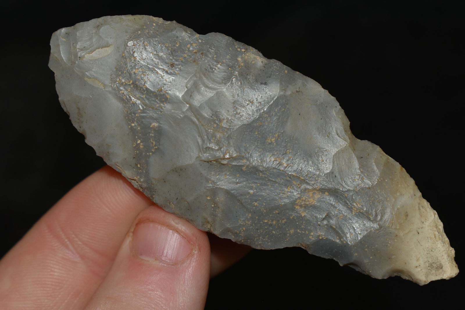 3 3/8" Turkey Tail, found in Indiana (1 of 4)