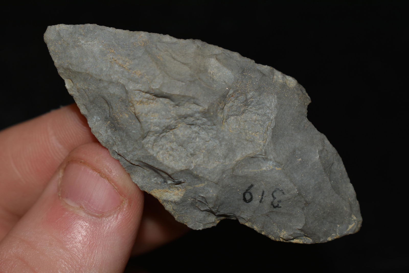 2 1/2" Turkey Tail found in Indiana (1 of 4)