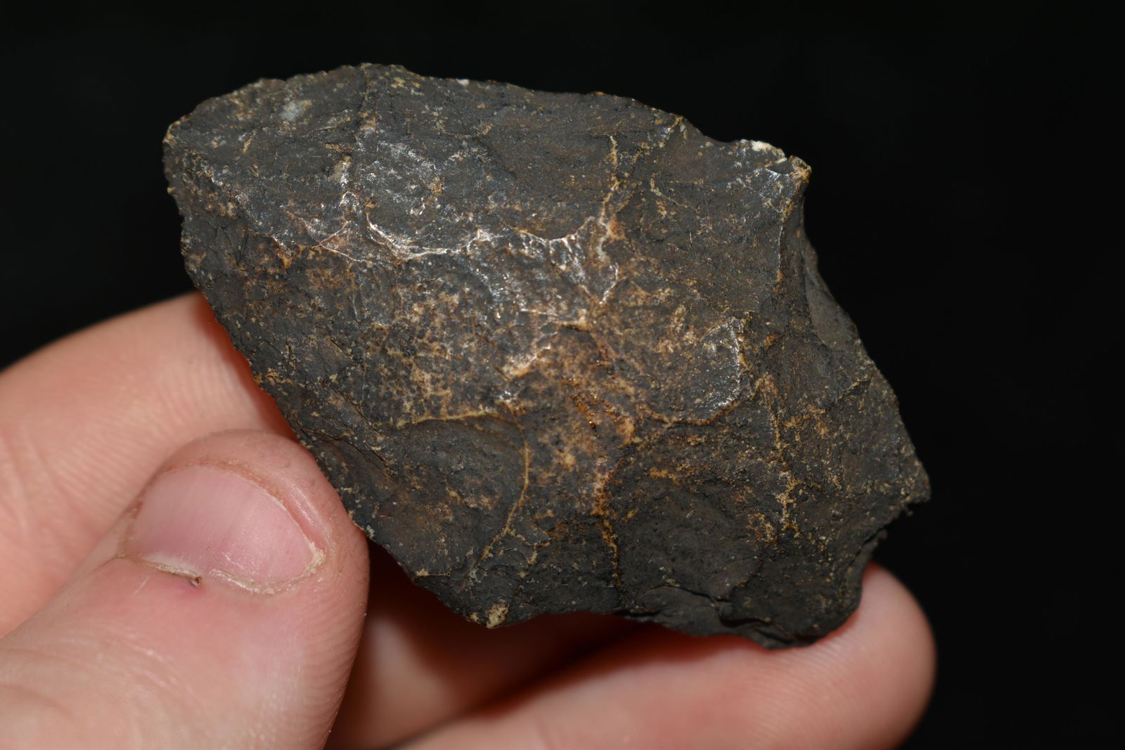 2 1/8" Pickwick found in Florida (1 of 4)