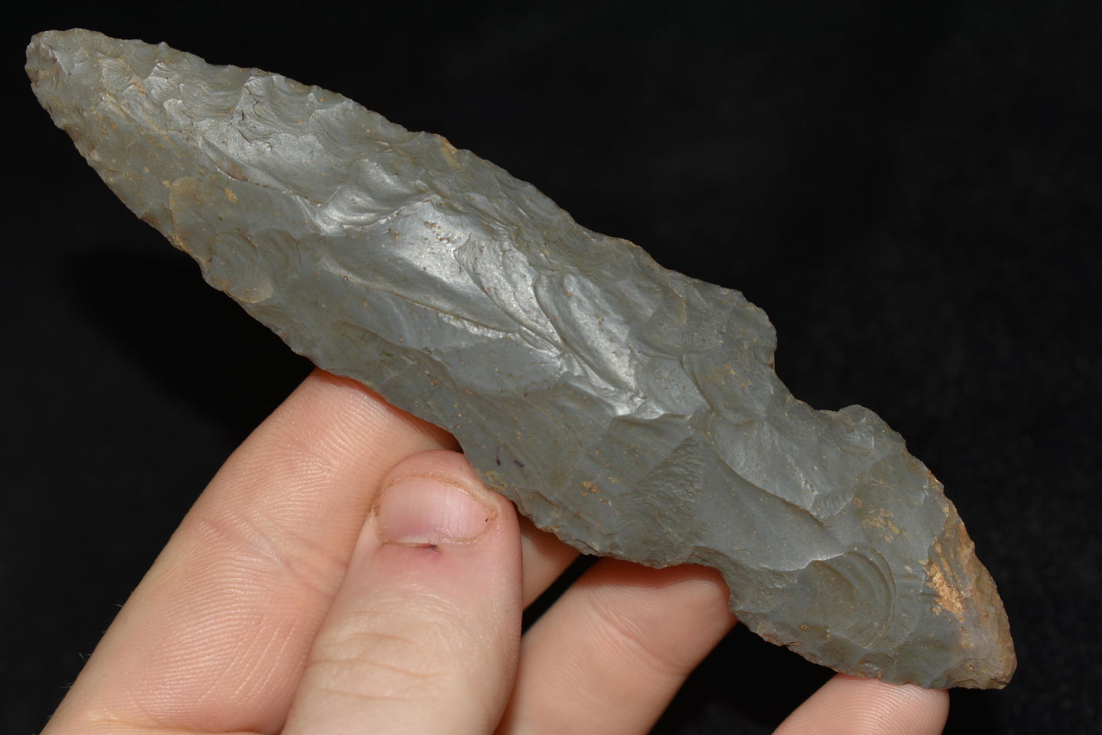 4 7/8" Turkey Tail found in Indiana (1 of 4)