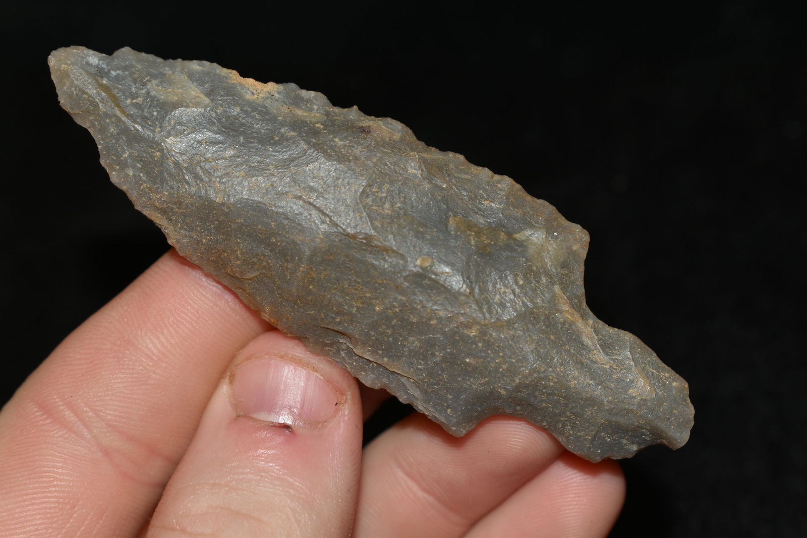 3 1/4" Turkeytail found in Indiana (1 of 4)