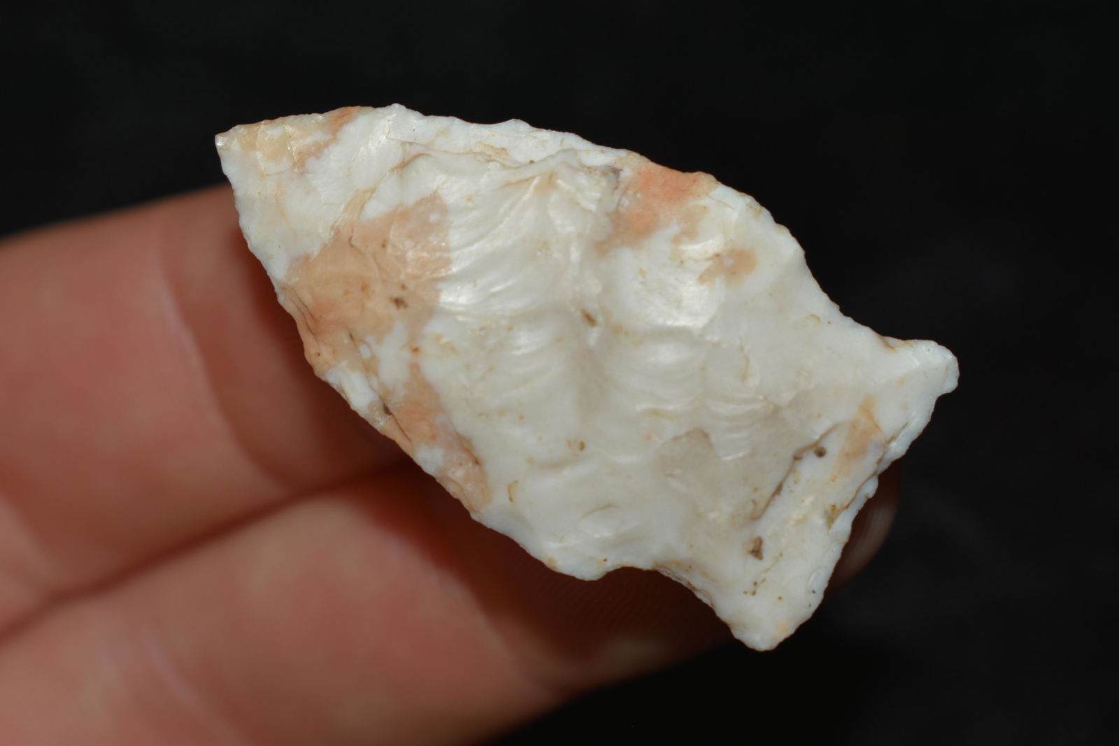 1 1/2" Raddatz, This collection contains the personally (1 of 4)