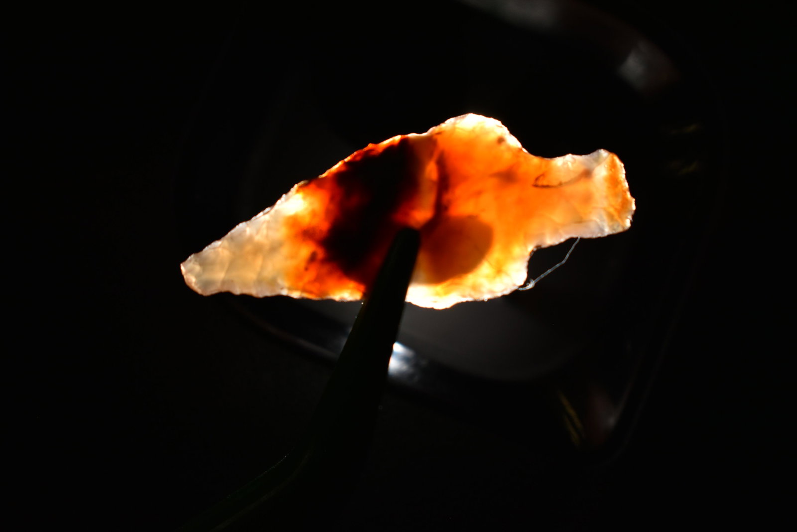 1 1/4" Rabbit Island Dart, This collection contains: 1 1/4" Rabbit Island Dart, This collection contains Wonderful examples of Columbia River Valley Arrowheads and Darts from the Fred Van Ronk Collection. The location of these artifacts range from the a