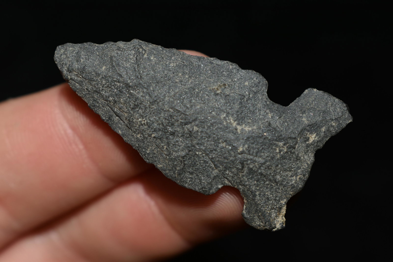 1 5/8" Wolf Ear This collection contains Wonderful: 1 5/8" Wolf Ear This collection contains Wonderful examples of Columbia River Valley Arrowheads and Darts from the Fred Van Ronk Collection. The location of these artifacts range from the about Dalles