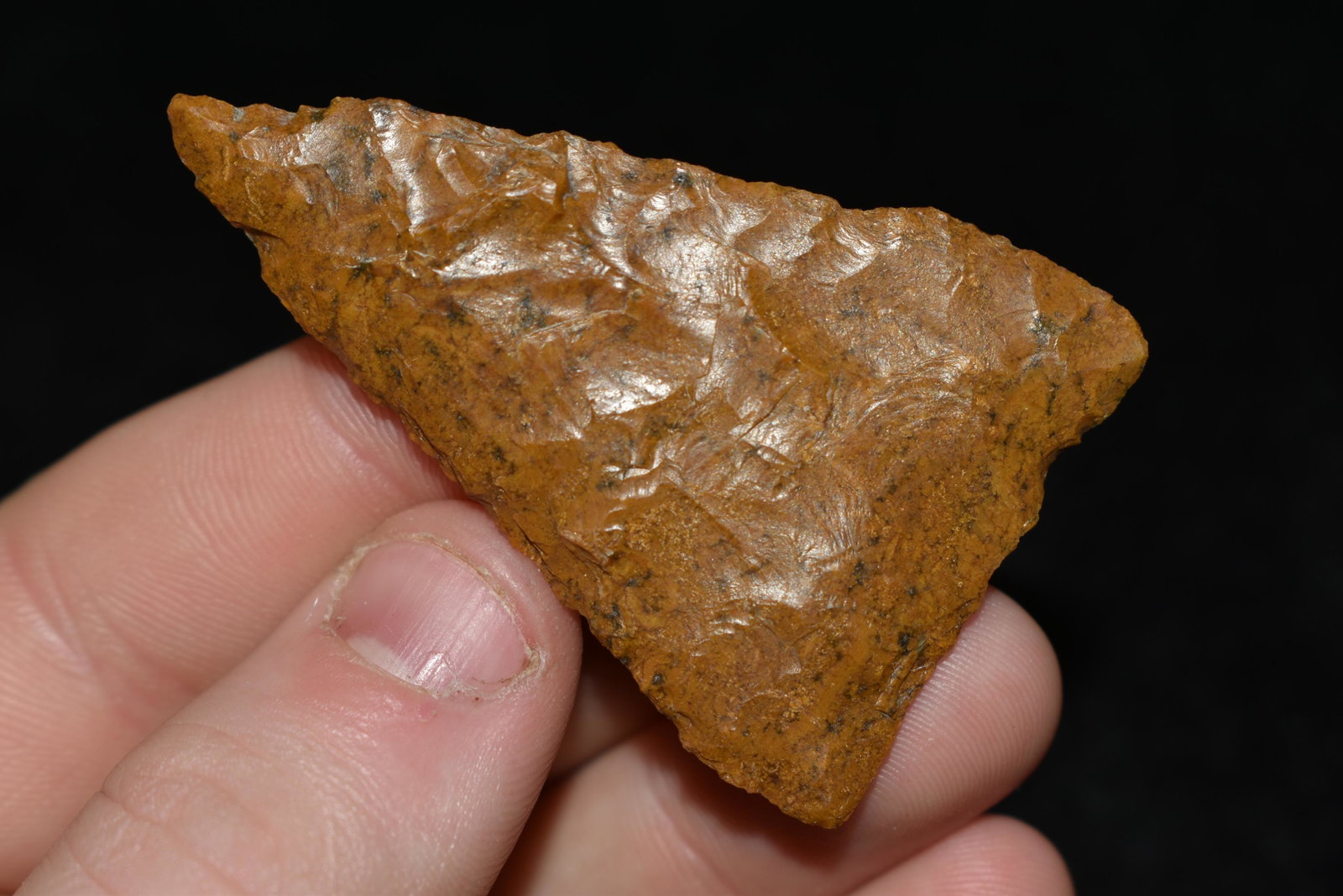 2 1/4" Columbia Mule Ear This collection contains: 2 1/4" Columbia Mule Ear This collection contains Wonderful examples of Columbia River Valley Arrowheads and Darts from the Fred Van Ronk Collection. The location of these artifacts range from the abo